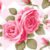 Rose Flower 1